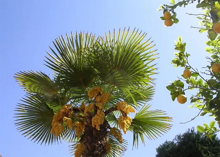 Hotel Ulisse Ischia
